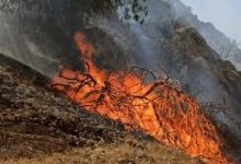 مهار آتش در ۱۲ هکتار از مراتع و گندمزار‌های تکاب
